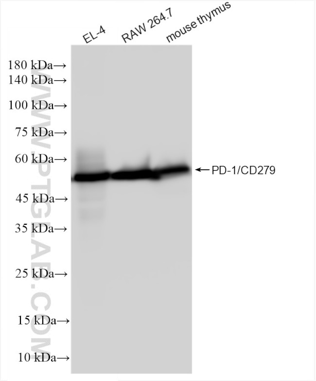 PD-1/CD279 Antibody in Western Blot (WB)