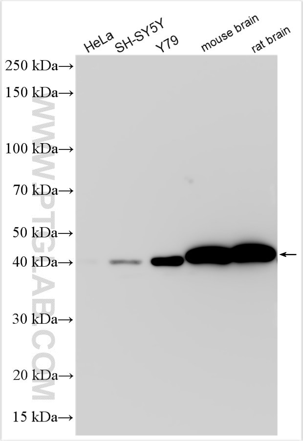 CKB Antibody in Western Blot (WB)