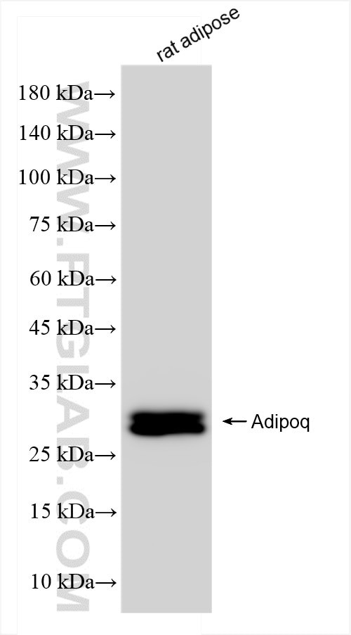 Adiponectin Antibody in Western Blot (WB)