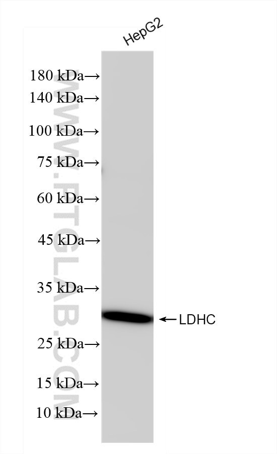 LDHC Antibody in Western Blot (WB)
