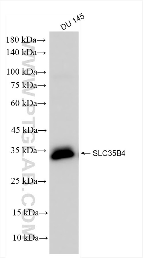 SLC35B4 Antibody in Western Blot (WB)
