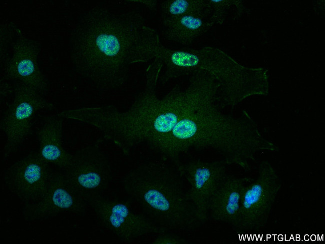 TRIM21 Antibody in Immunocytochemistry (ICC/IF)