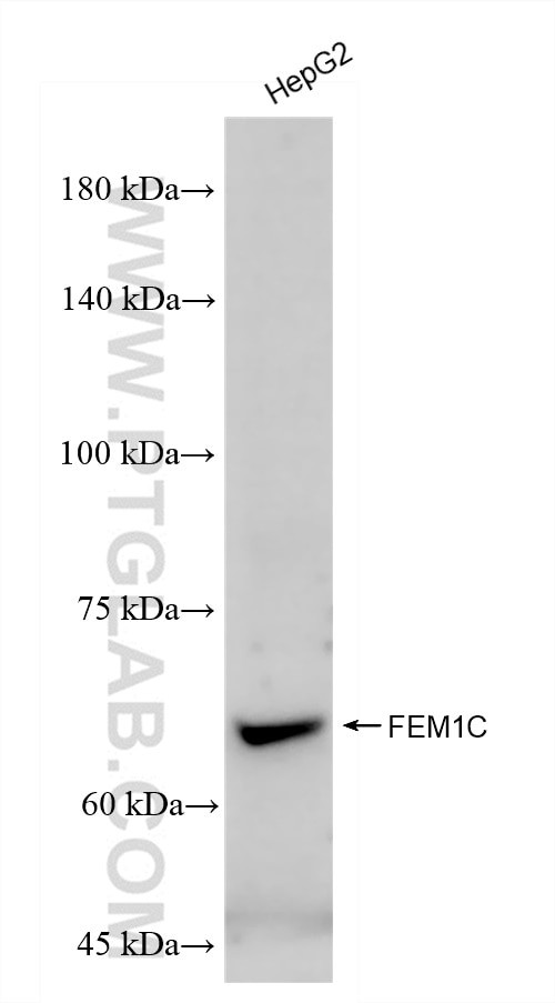 FEM1C Antibody in Western Blot (WB)