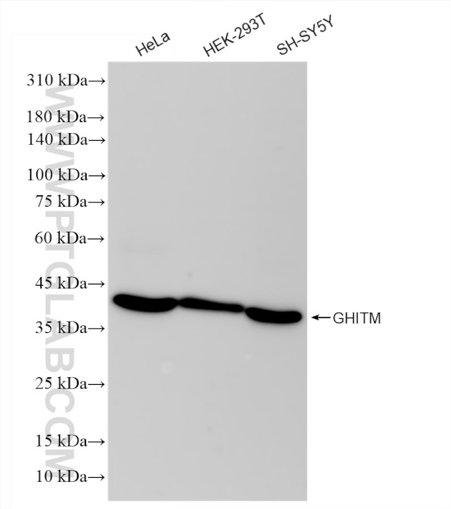 GHITM Antibody in Western Blot (WB)