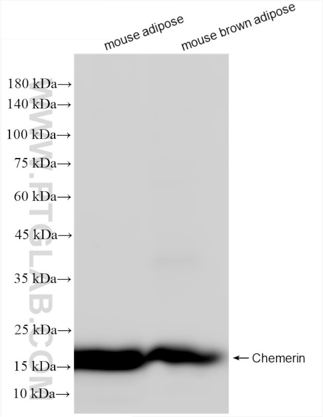 Chemerin Antibody in Western Blot (WB)