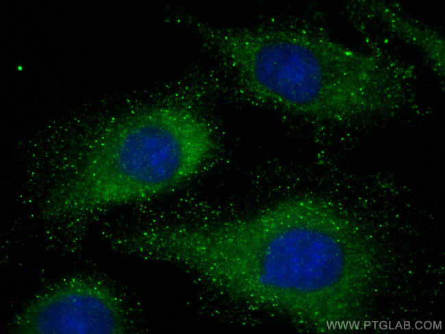 NLRP6 Antibody in Immunocytochemistry (ICC/IF)