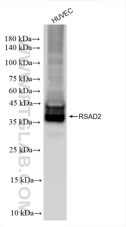 RSAD2 Antibody in Western Blot (WB)