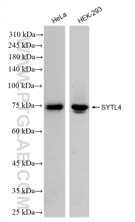 SYTL4 Antibody in Western Blot (WB)