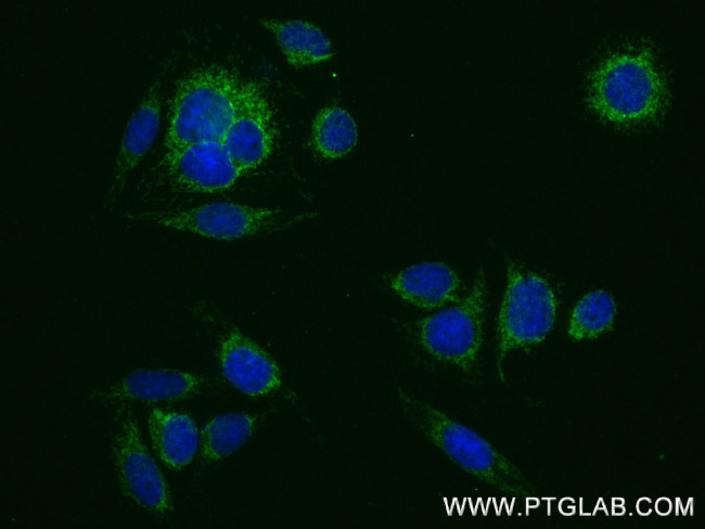 HIBCH Antibody in Immunocytochemistry (ICC/IF)