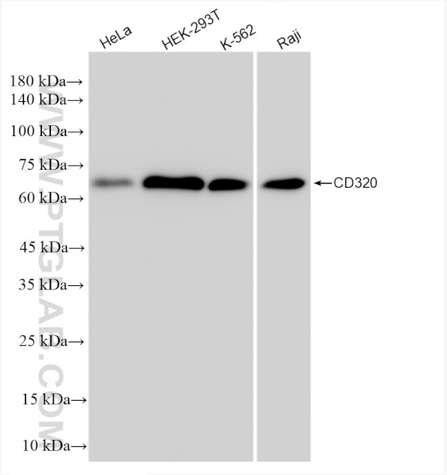 CD320 Antibody in Western Blot (WB)