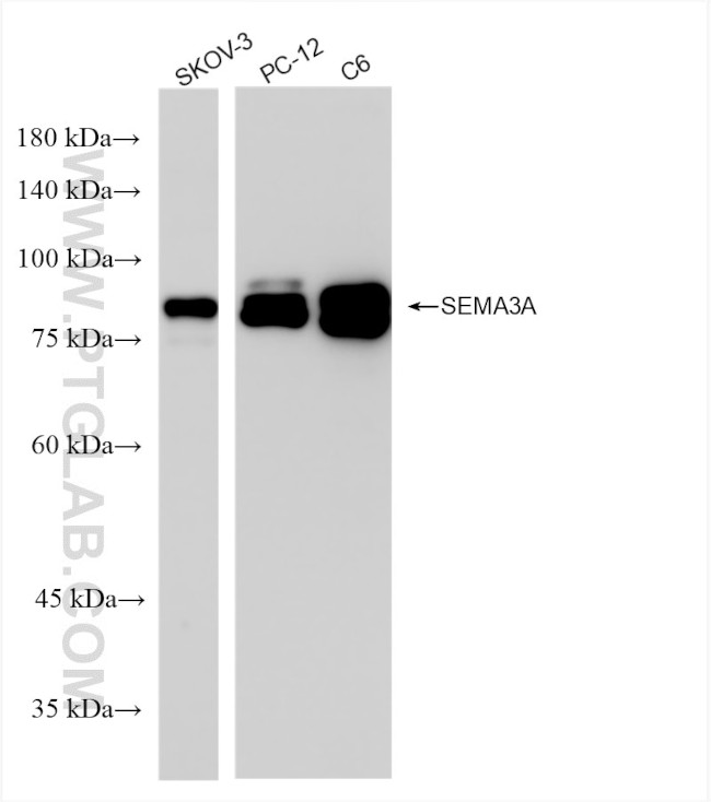 SEMA3A Antibody in Western Blot (WB)