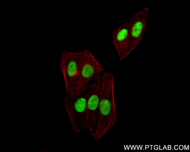 LUC7L Antibody in Immunocytochemistry (ICC/IF)