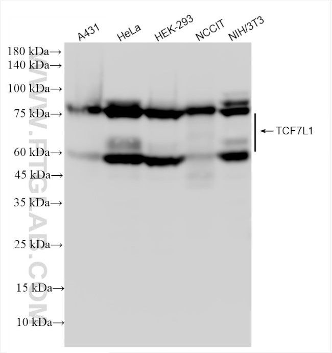 TCF7L1 Antibody in Western Blot (WB)