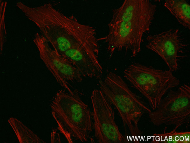 INTS4 Antibody in Immunocytochemistry (ICC/IF)