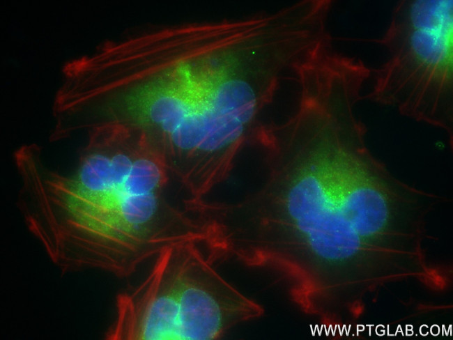 GPSN2 Antibody in Immunocytochemistry (ICC/IF)