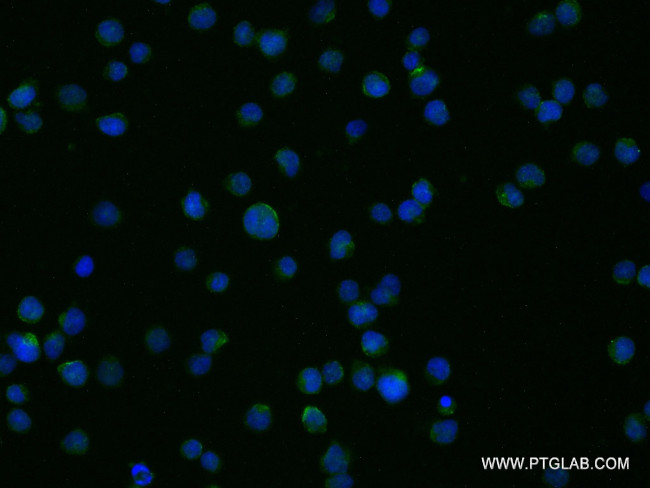 Flotillin 1 Antibody in Immunocytochemistry (ICC/IF)