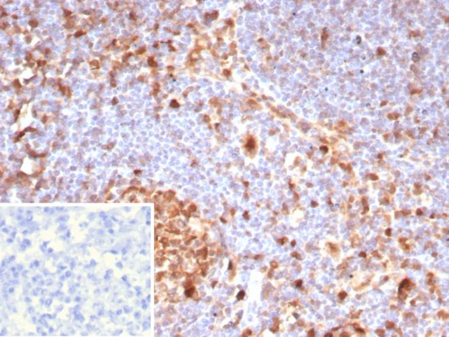 Caspase 3 (Pro and Active Form) Antibody in Immunohistochemistry (Paraffin) (IHC (P))