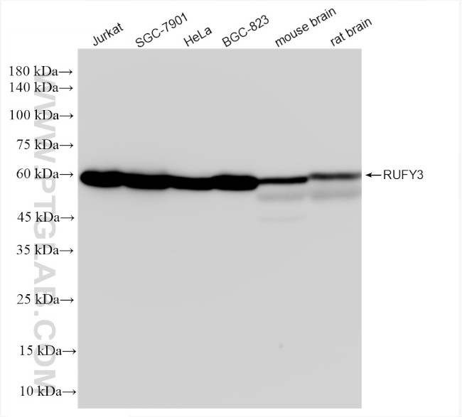 RUFY3 Antibody in Western Blot (WB)