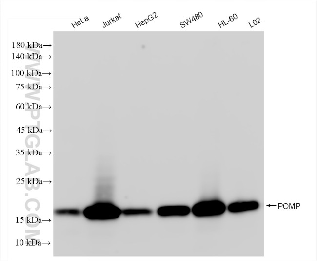 POMP Antibody in Western Blot (WB)
