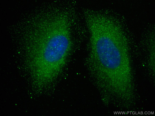 TRIM46 Antibody in Immunocytochemistry (ICC/IF)