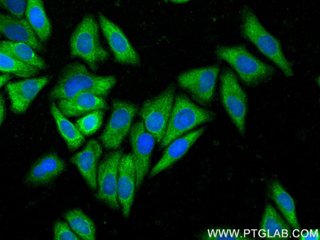 TRIM46 Antibody in Immunocytochemistry (ICC/IF)
