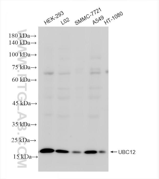 UBC12 Antibody in Western Blot (WB)
