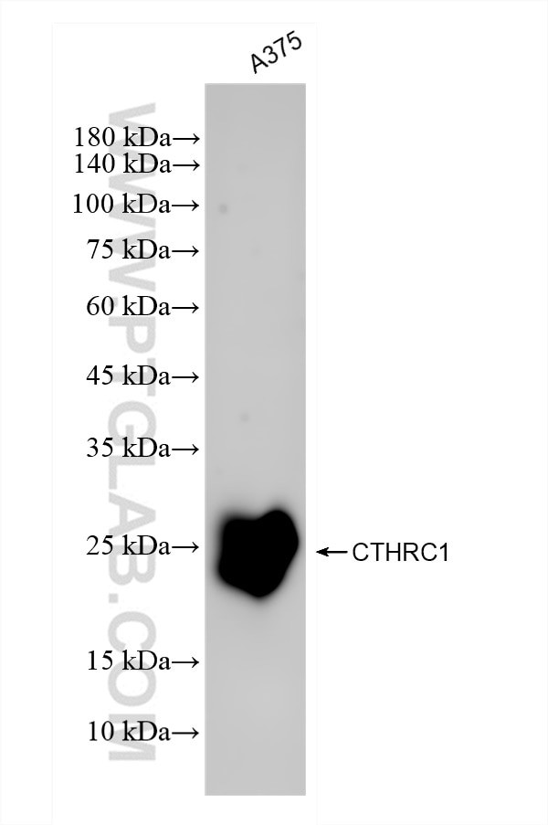 CTHRC1 Antibody in Western Blot (WB)