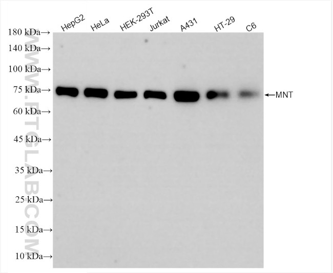 MNT Antibody in Western Blot (WB)