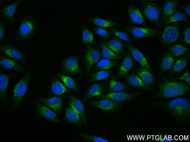 TMEM59 Antibody in Immunocytochemistry (ICC/IF)