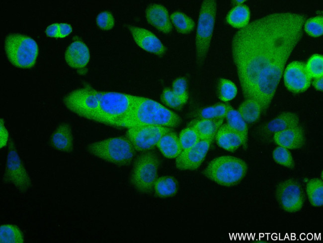 LPXN Antibody in Immunocytochemistry (ICC/IF)