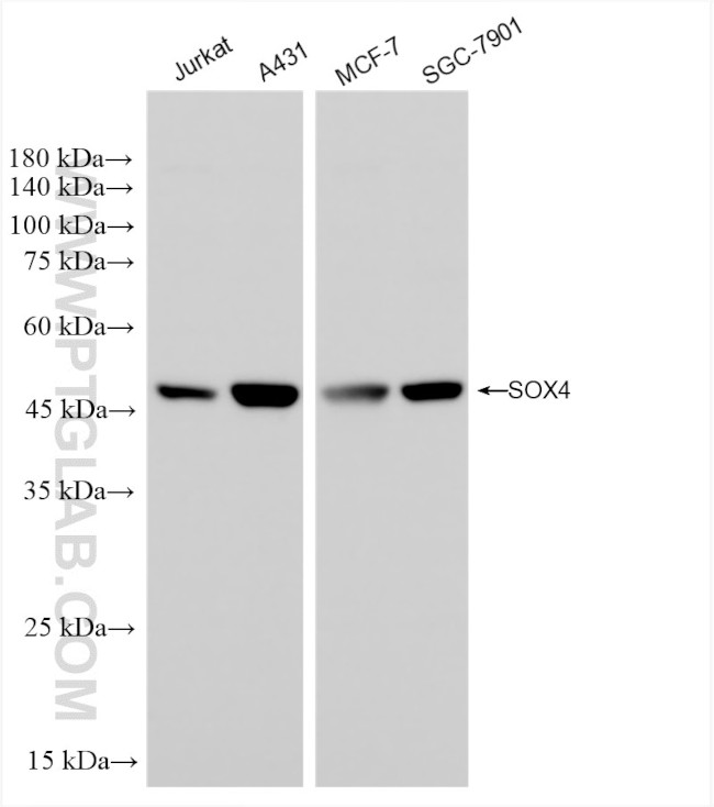 SOX4 Antibody in Western Blot (WB)
