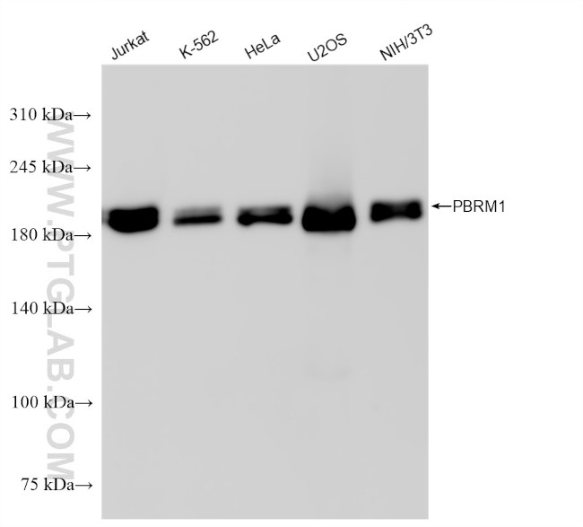PBRM1 Antibody in Western Blot (WB)