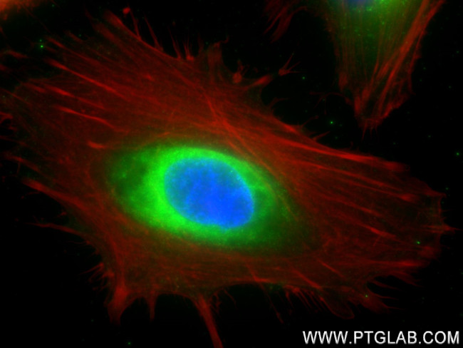 HSP47/SERPINH1 Antibody in Immunocytochemistry (ICC/IF)