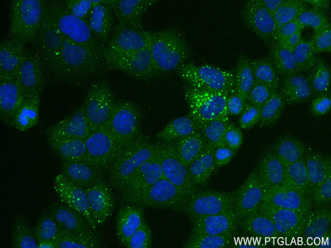 LRRC47 Antibody in Immunocytochemistry (ICC/IF)
