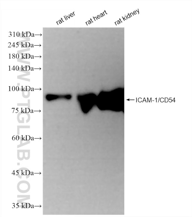 ICAM-1/CD54 Antibody in Western Blot (WB)