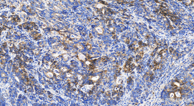 MOSC2 Antibody in Immunohistochemistry (Paraffin) (IHC (P))