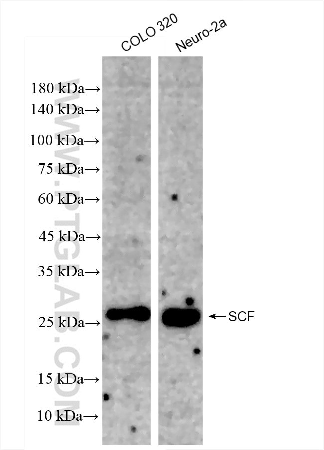 SCF Antibody in Western Blot (WB)