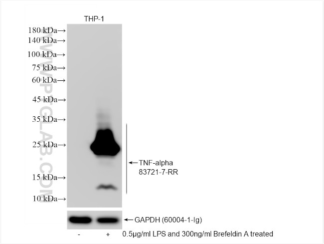 TNF-alpha Antibody in Western Blot (WB)