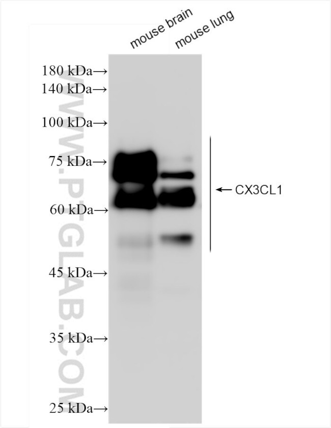 CX3CL1 Antibody in Western Blot (WB)