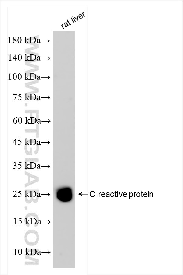 Crp Antibody in Western Blot (WB)
