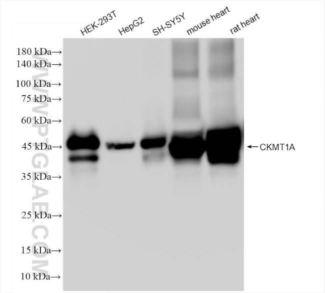 CKMT1A Antibody in Western Blot (WB)