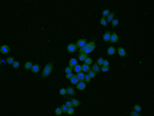 Cxcl2 Antibody in Immunocytochemistry (ICC/IF)