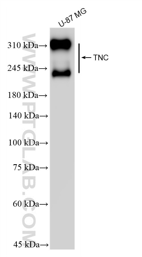 TNC/Tenascin-C Antibody in Western Blot (WB)