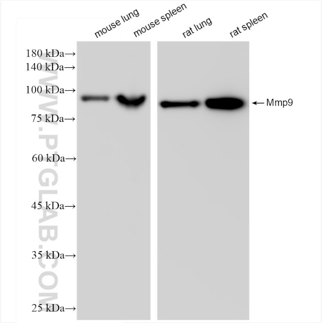 Mmp9 Antibody in Western Blot (WB)