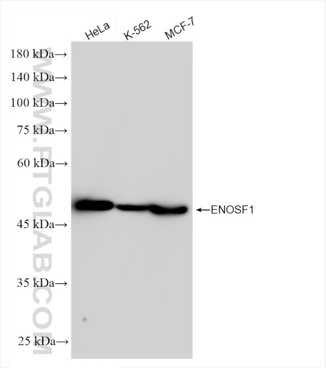 ENOSF1 Antibody in Western Blot (WB)