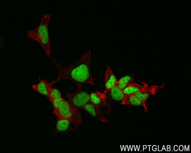 Islet 1 Antibody in Immunocytochemistry (ICC/IF)