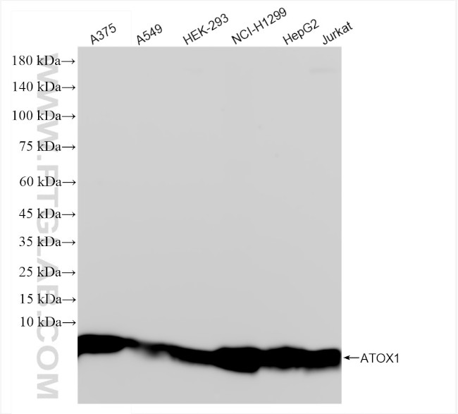 ATOX1 Antibody in Western Blot (WB)