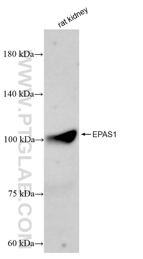 HIF2a/EPAS1 Antibody in Western Blot (WB)