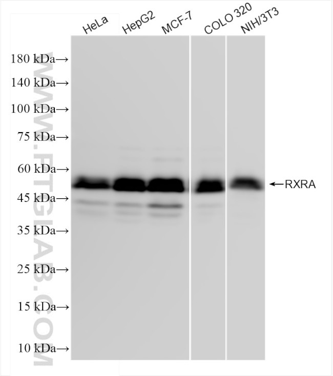RXRA Antibody in Western Blot (WB)