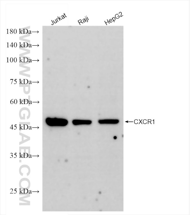 CXCR1 Antibody in Western Blot (WB)